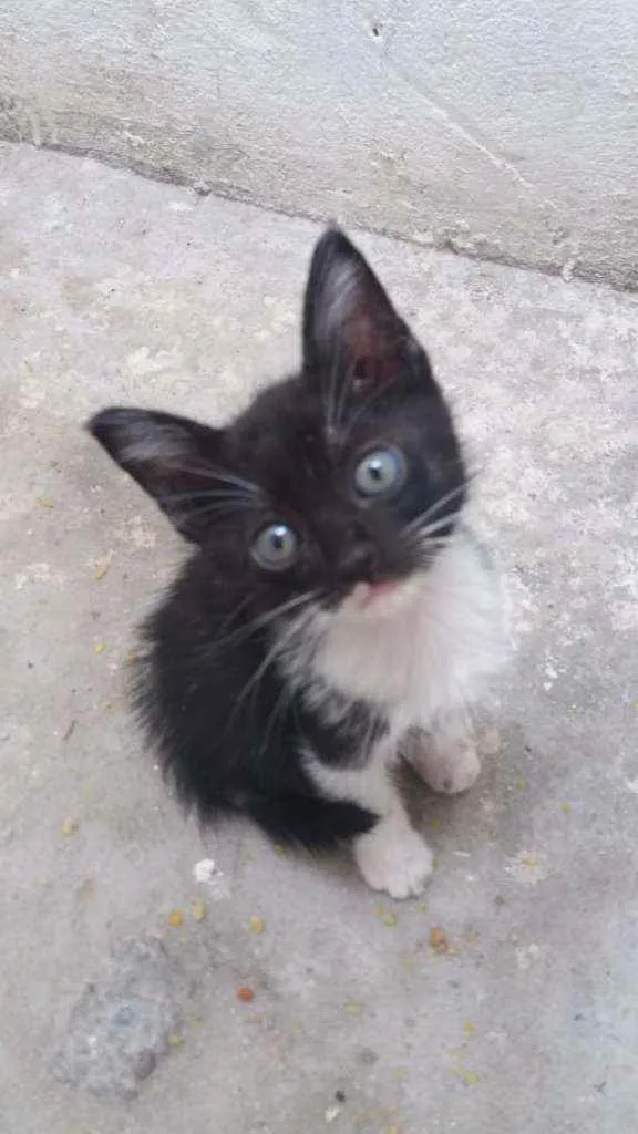 Gato raça Srd idade 2 a 6 meses nome Frajolinha