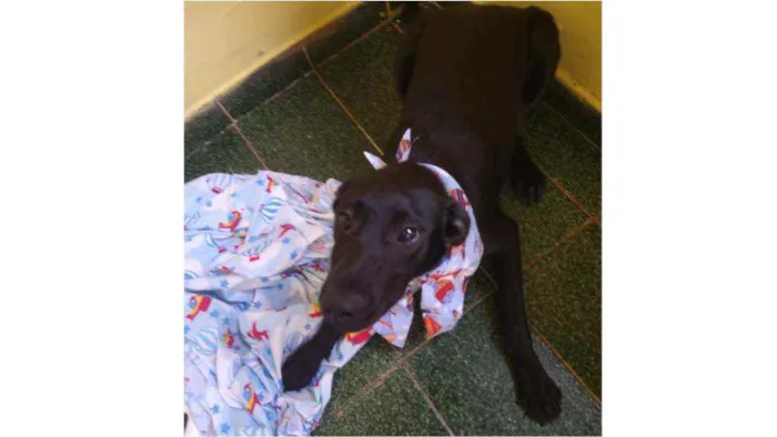 Cachorro ra a SRD idade 7 a 11 meses nome Dom