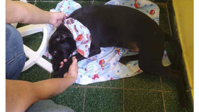 Cachorro ra a SRD idade 7 a 11 meses nome Dom