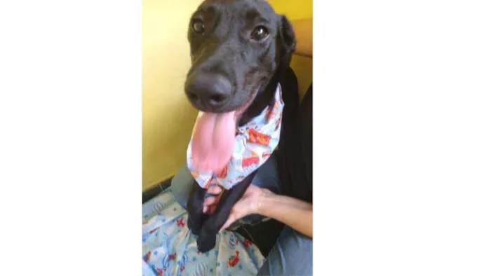 Cachorro ra a SRD idade 7 a 11 meses nome Dom