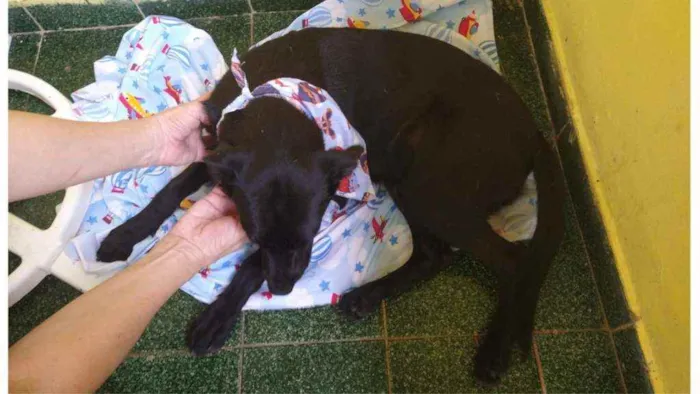 Cachorro ra a SRD idade 7 a 11 meses nome Dom