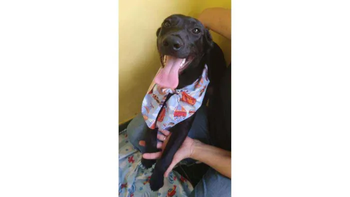 Cachorro ra a SRD idade 7 a 11 meses nome Dom