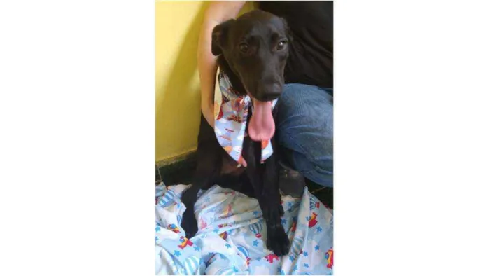 Cachorro ra a SRD idade 7 a 11 meses nome Dom