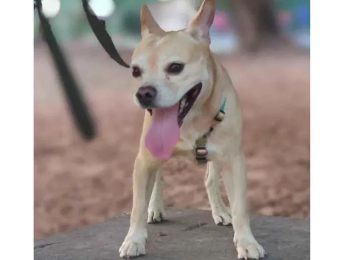 Cachorro ra a Mixto de Buldogue Francês idade 3 anos nome Thor