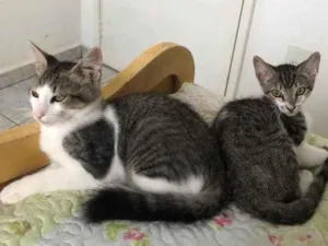Gato raça Srd idade 2 a 6 meses nome Tico e Nuno