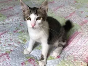 Gato raça Srd idade 2 a 6 meses nome Nuno