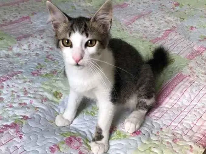 Gato raça Srd idade 2 a 6 meses nome Nuno