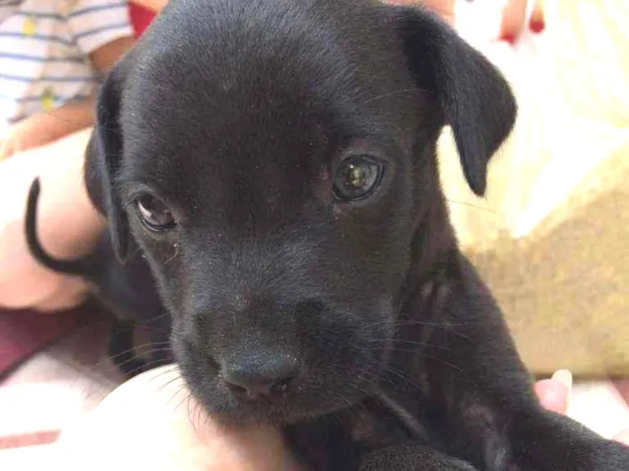 Cachorro ra a Srd idade Abaixo de 2 meses nome Luna