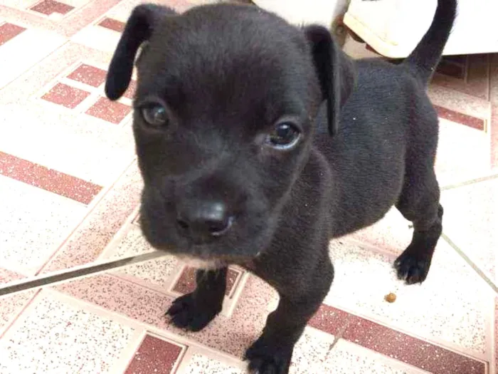Cachorro ra a Srd idade Abaixo de 2 meses nome Salsicha
