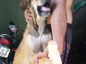 Cachorro raça Srd idade 1 ano nome Amarelo