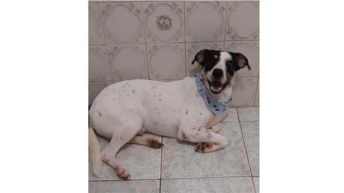 Cachorro ra a SRD idade 1 ano nome Pirata