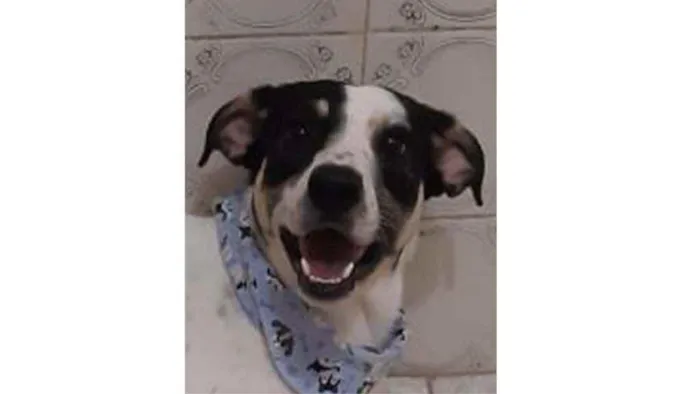 Cachorro ra a SRD idade 1 ano nome Pirata