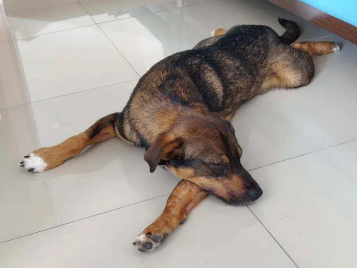 Cachorro raça S.R.D idade 1 ano nome Luke