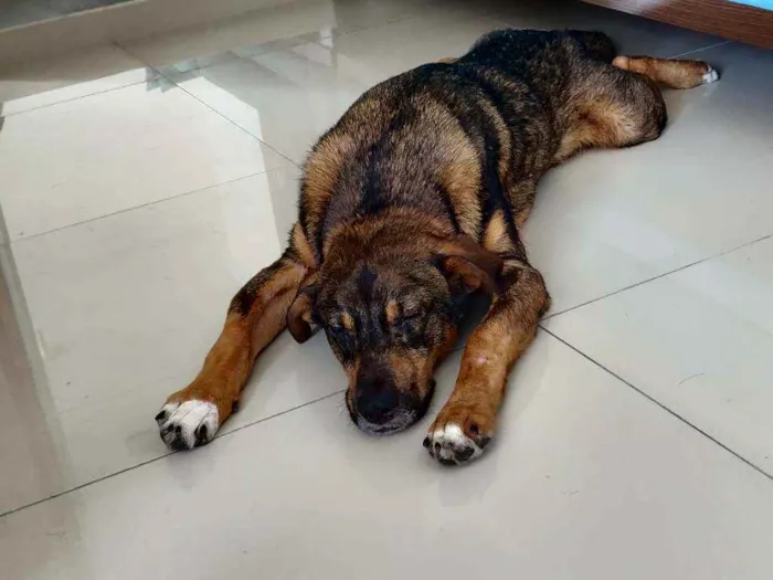 Cachorro raça S.R.D idade 1 ano nome Luke