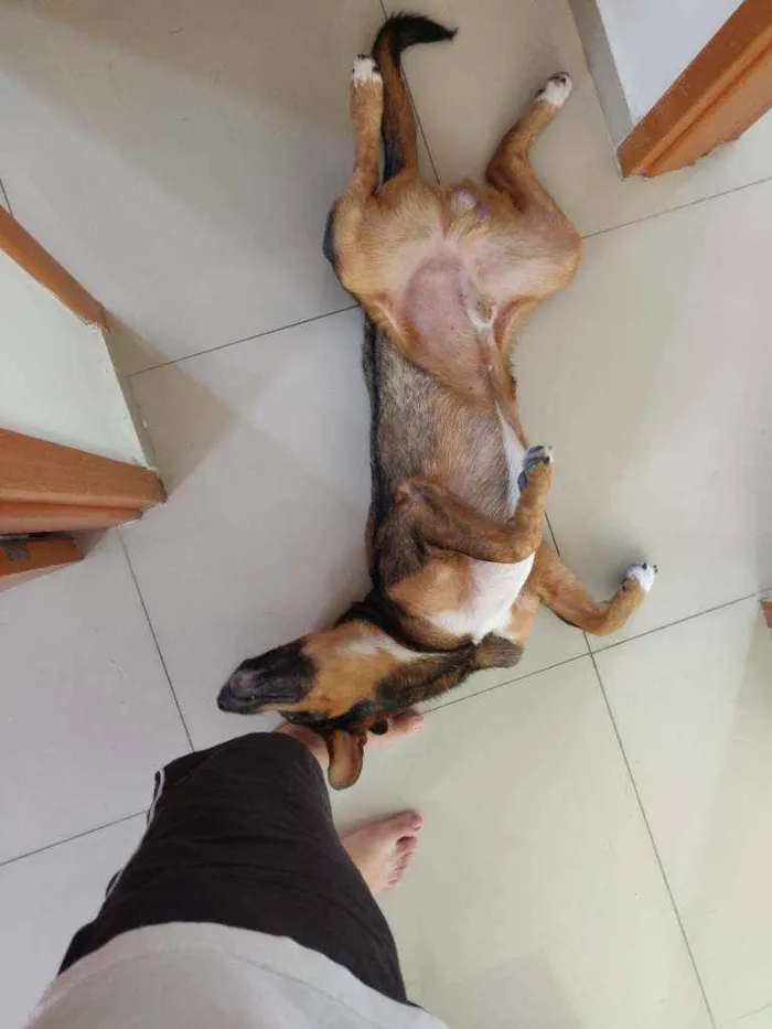 Cachorro raça S.R.D idade 1 ano nome Luke