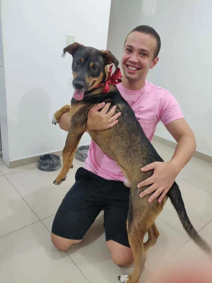 Cachorro raça S.R.D idade 1 ano nome Luke