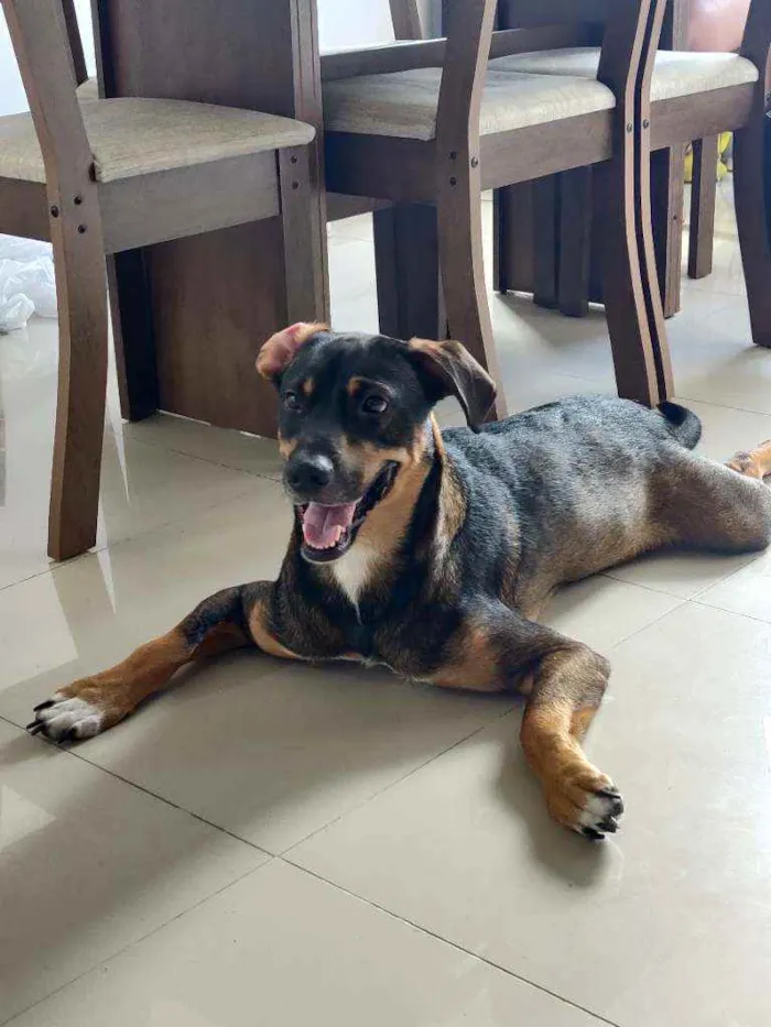 Cachorro raça S.R.D idade 1 ano nome Luke