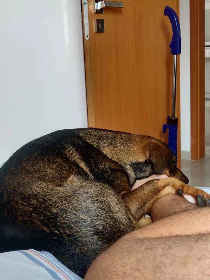 Cachorro raça S.R.D idade 1 ano nome Luke