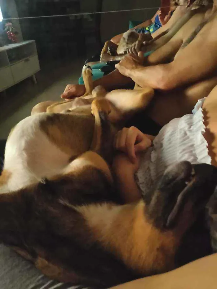 Cachorro raça S.R.D idade 1 ano nome Luke