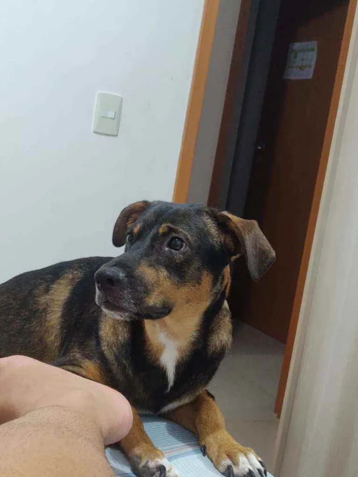 Cachorro raça S.R.D idade 1 ano nome Luke