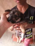 Rodolfo