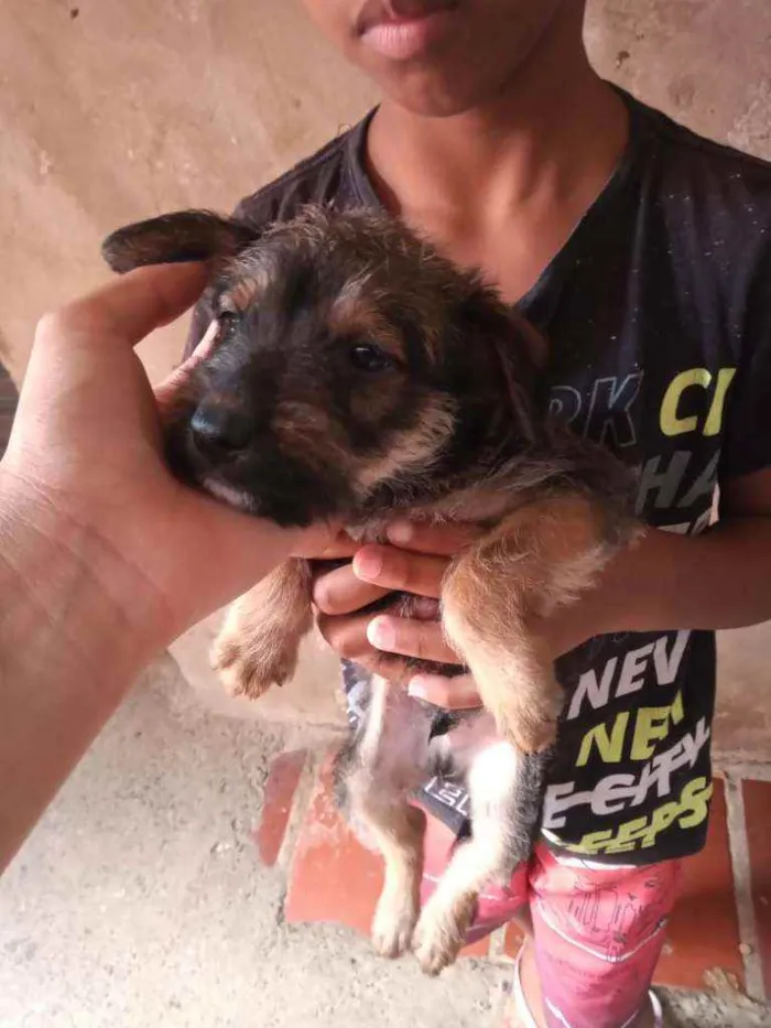 Cachorro ra a Vira lata idade Abaixo de 2 meses nome Rodolfo