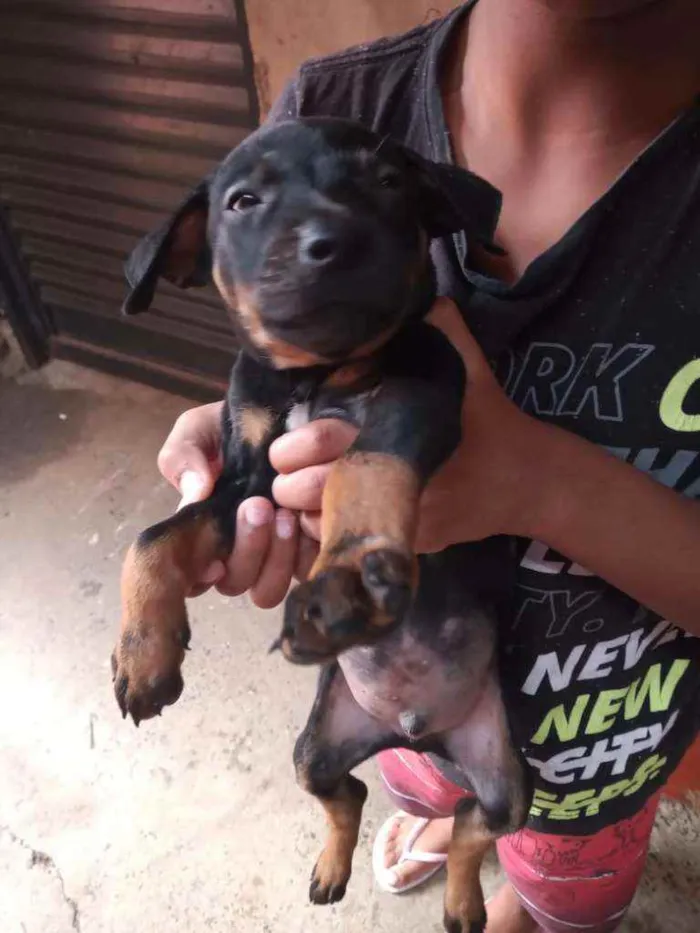 Cachorro ra a Vira lata idade Abaixo de 2 meses nome Rodolfo