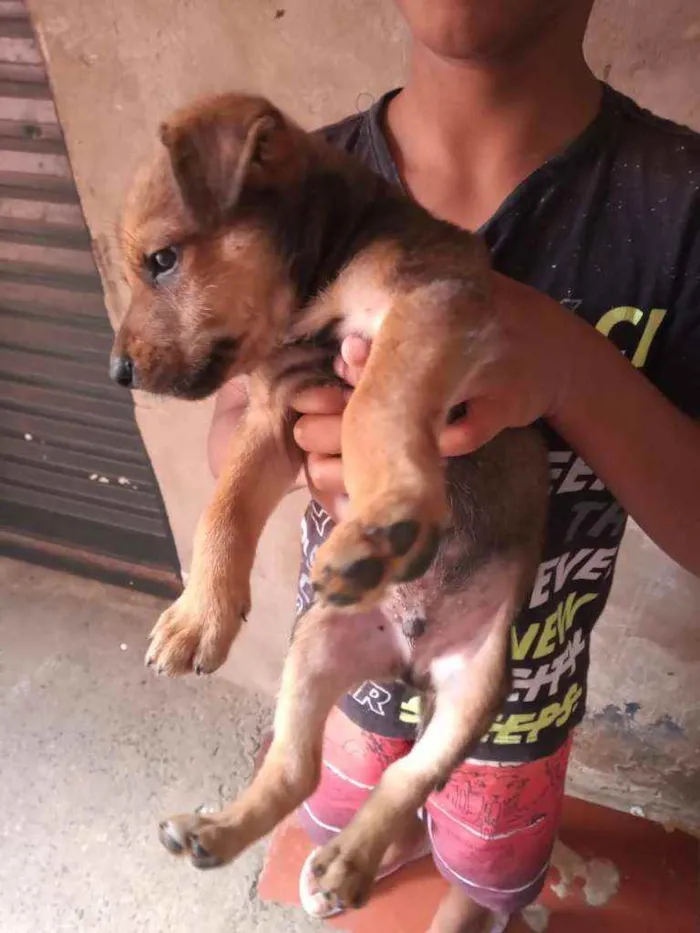 Cachorro ra a Vira lata idade Abaixo de 2 meses nome Rodolfo