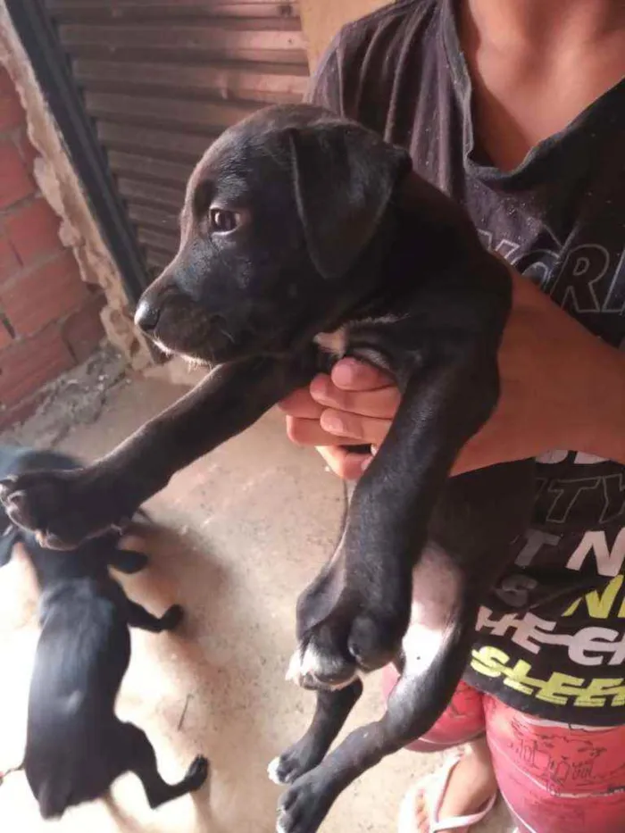 Cachorro ra a Vira lata idade Abaixo de 2 meses nome Rodolfo