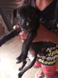 Rodolfo