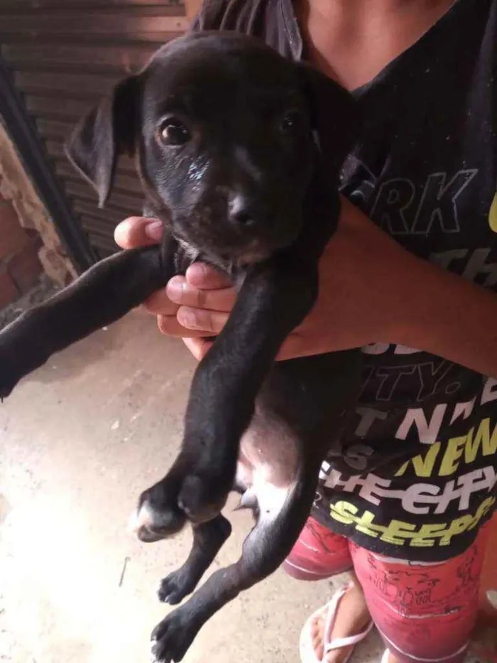 Cachorro ra a Vira lata idade Abaixo de 2 meses nome Rodolfo