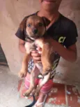 Rodolfo