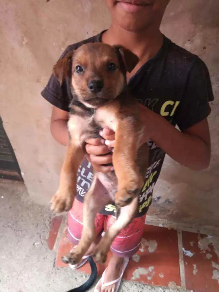 Cachorro ra a Vira lata idade Abaixo de 2 meses nome Rodolfo