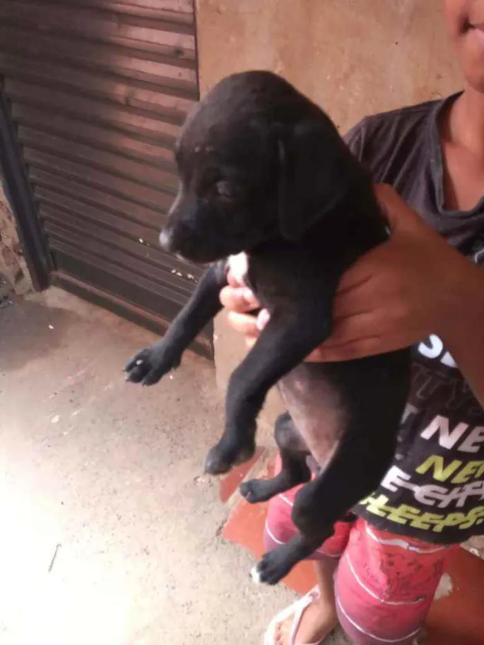 Cachorro ra a Vira lata idade Abaixo de 2 meses nome Rodolfo