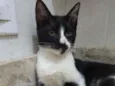 Gatinhos filhotes