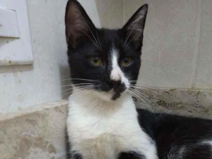 Gato ra a Srd idade Abaixo de 2 meses nome Gatinhos filhotes