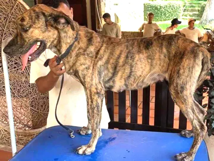 Cachorro ra a SRD-ViraLata idade 2 anos nome Rosa Caetano