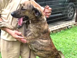 Cachorro raça SRD-ViraLata idade 2 anos nome Rosa Caetano