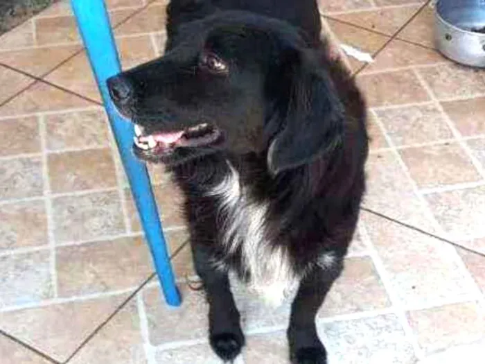 Cachorro ra a SRD idade 1 ano nome Zeca  Baleia