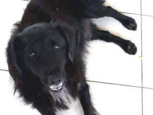 Cachorro raça SRD idade 1 ano nome Zeca  Baleia