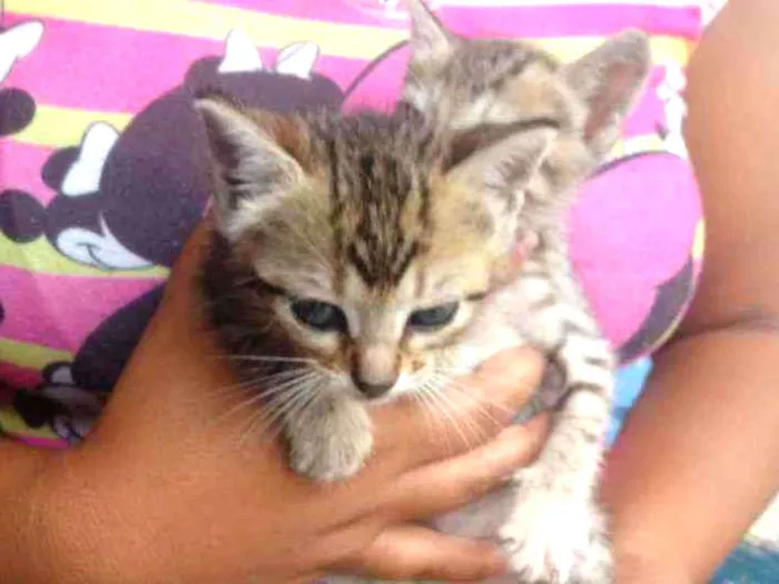 Gato raça Srd idade 2 a 6 meses nome Sem nomes
