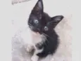 Frajolinha
