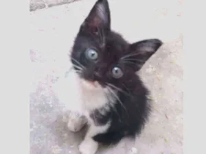 Gato raça Srd idade 2 a 6 meses nome Frajolinha