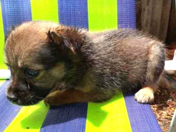 Cachorro ra a Border Collie, Poodle, SRD idade Abaixo de 2 meses nome Marronzinho
