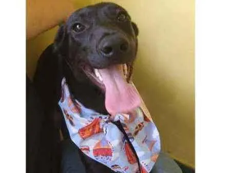 Cachorro ra a SRD idade 7 a 11 meses nome Dom
