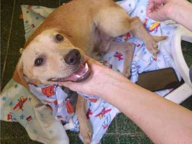 Cachorro ra a SRD idade 1 ano nome Luca
