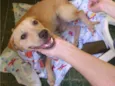 Luca