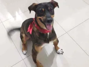 Cachorro raça S.R.D idade 1 ano nome Luke