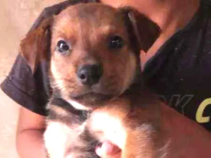 Cachorro ra a Vira lata idade Abaixo de 2 meses nome Rodolfo