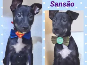 Cachorro raça Srd idade 2 a 6 meses nome Sansão 